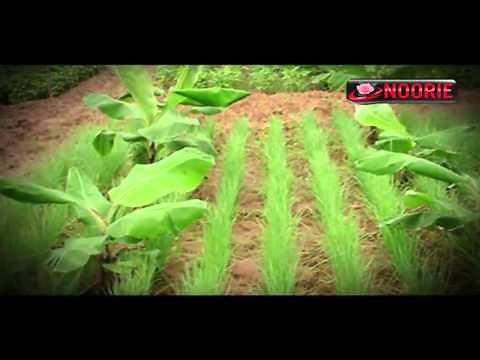 Single, Double and Multiple Cropping in Agriculture