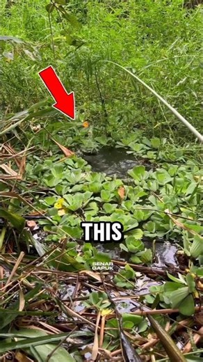 🐟 This Fish Can Walk on Land! 😲