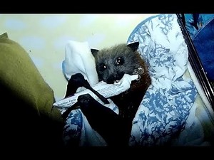 Rescuing a flying-fox hanging low on a tree trunk: this is Sphinx