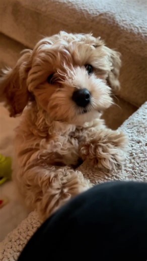 Maltipoo: The Ultimate Playful Companion