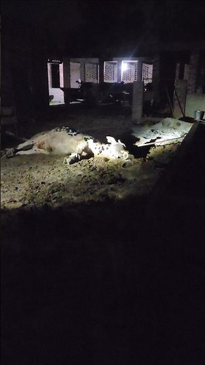rabies in cattle#dangerous disease #contagious # #cow #viral #animals #trending