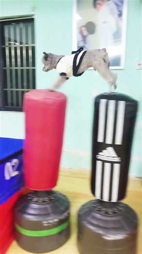 Fearless little dog is coming!