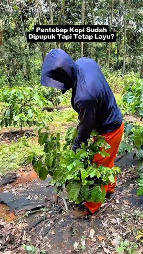 Fertilized Coffee Plants Still Wilting? Turns Out the Roots Are a Problem!