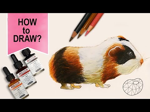 🐹 Meerschweinchen realistisch malen lernen 🎨 einfach für Anfänger & Kinder | AD