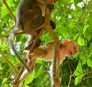 3.2K views · 94 reactions | Baby Jovi Not Accepted Help From Others But Wait For Her Mom Joyce to Take Her out Of The Tree Branches, Smart Baby Monkey | Story History | Facebook