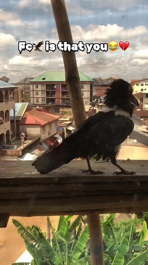 #fypviraltiktok🖤シ゚☆♡