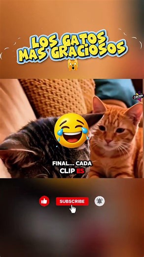 LOS GATOS MAS GRACIOSOS DE INTERNET ! 🤯🙀 #gatos #cats #animales #humor #gracioso #funnycats #viral