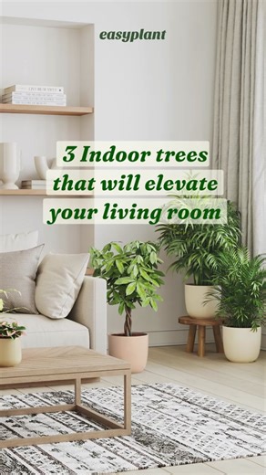 3 indoor trees that will elevate your living room: 🐉 Dragon Tree 🪴 Ficus Altissima 💰 Money Tree Which one best fits your home style? Tell us in the comments! #indoortree #indoorplants #indoorplantsdecor #indoorplantstyling