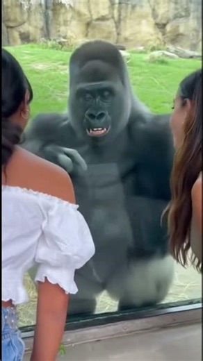 Gorilla is a hopeless romantic at the zoo