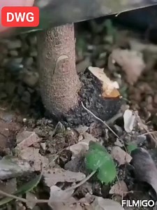 160K views · 1.9K reactions | TUTORIAL INNESTARE ALBERI DA FRUTTO SEGUITE I NUOVI VIDEO E POST DA QUI! https://www.facebook.com/daniele.greenworld.5 | International Blog Cultivate and Grafting Fruit Trees by Daniele Greenworld | Facebook