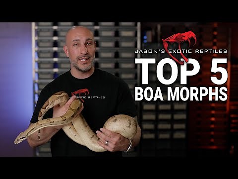 Top 5 Boa Morphs That Built My Business 🐍 | Must-Have Genetics for Serious Breeders