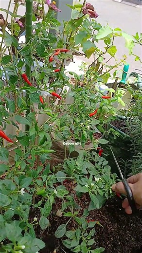 Tiny Peppers, Giant Heat‼️ Harvesting the Spiciest Chilies in My Garden #asmr #shortviral #fyp