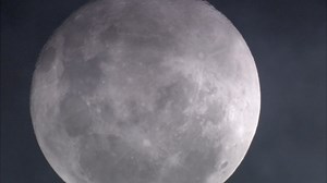 50K views · 1.3K reactions | Wolves, lions, hyenas, meerkats and...