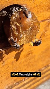 Gifting the girls some beautiful native bee wax 😍😍 With the wet weather coming, giving them wax will help them take advantage of the available resources in their area. Pure clean wax will allow them to build pots to store their pollen and nectar in quickly and efficiently. ❤️🐝🐝🐝🐝🐝 . . . . . . . . . . . . . . . . . . #beekeeper #bees #australia #insectlovers #beesofinstogram #beesknees #polinators #brisbane #savethenativebees #savethebees #scary #meliponiculture #awesomeearth #beephotogtap