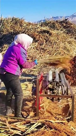 Machine-Powered Wheat Threshing — Work Made Easy