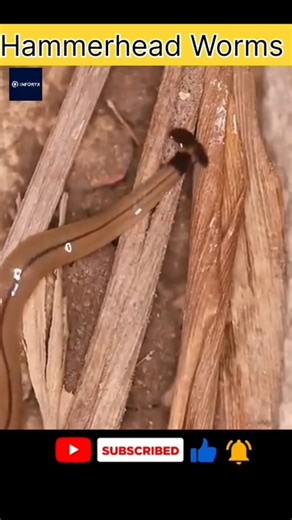 The Creepiest Worm You Should NEVER Touch! 🪱😱 #uplodeshorts