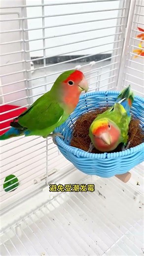 Parrots love bathtubs, even in winter. It would be so convenient to install this bathtub in the