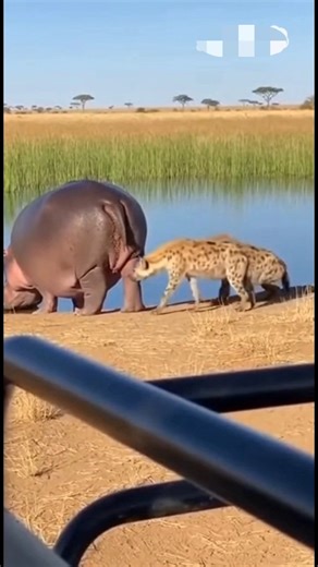 hippo suddenly farts 😅 #shorts#usa #wildlife #hippo #animals