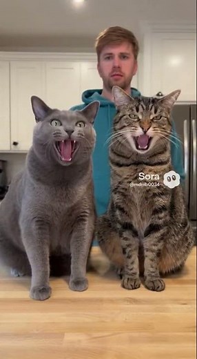 Two cats having a belching contest.