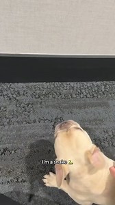 Ima snake 🐍#itsmekygo #kygothefrenchie #imasnake #dogsoftikok #dogtok #frenchbulldog | Nurfthefrench