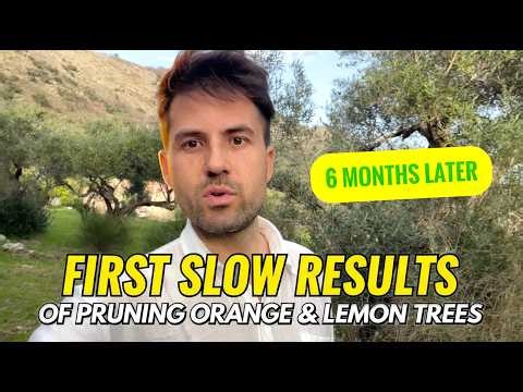 Reviving Ancient Citrus: The Results are Very Positive! 🍊 (Pruning Experiment)