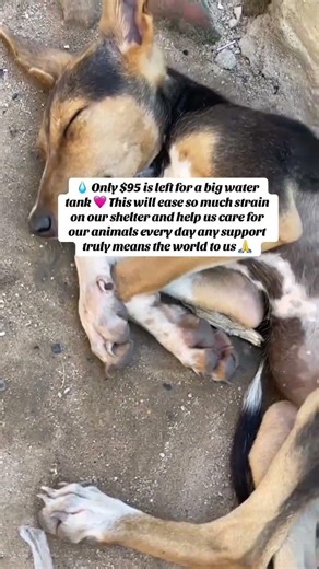 We’re still trying to reach our goal 💔 Please help via link in bio 🙏 Every donation gives hope ❤️