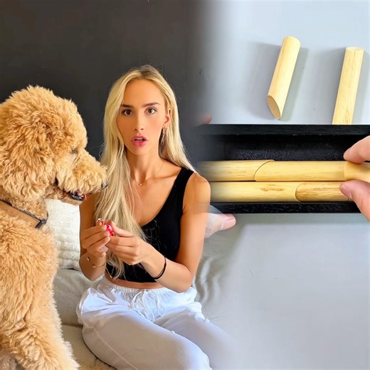 Wish they came with a user manual #dogs #dogtok #dogsoftiktok #dogowners #funnydog #dogcomedy #pets