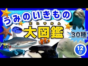 【海の生き物 集合！】うみのいきもの大図鑑★30種類の海の生き物が大集合！イルカやサメなど生き物の名前を覚えよう◎【子供向け水族館アニメ】