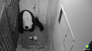 878K views · 10K reactions |   Cub on the move! Our giant panda team caught a glimpse of our 5-week-old cub crawling under the watchful eye of mother Mei Xiang. Watch them on the Giant Panda Cam!  TUNE IN: https://s.si.edu/2xiVLKp. #PandaStory #PandaCubdates | Smithsonian’s National Zoo and Conservation Biology Institute | Facebook