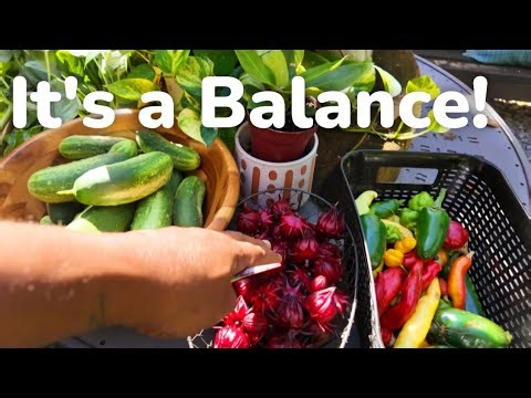 Building a SELF SUFFICIENT Homestead for Survival and Sustainability 🌿