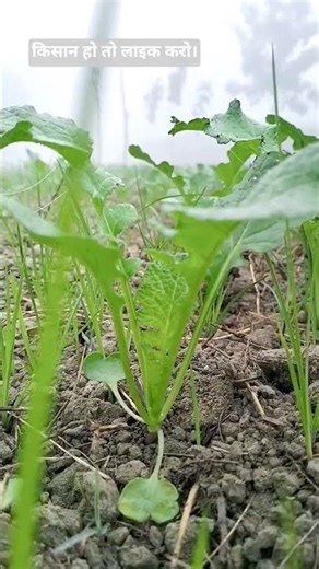 #art #shorts #zodiac #newpost