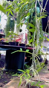 How to propagate dendrobium anosmum from keiki #reelsvideoシ #orchids #tutorial #jangkauanluas | Pay Prolink