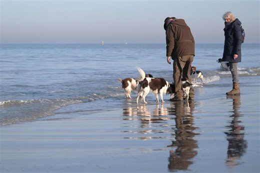 Engelse Springer Spaniël Club Nederland on Reels