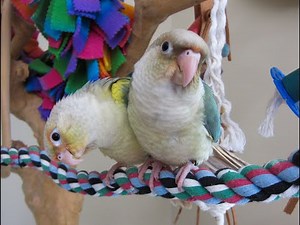 Video #6 -- Pineapple Turquoise Green Cheek Conure Babies -- Rainbow Parrots Aviary