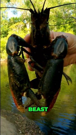 GIANT Red Claw Caught! Prepare to be AMAZED (Lunch is Ready)