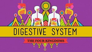 The Digestive System: Watch from 3 minutes forward