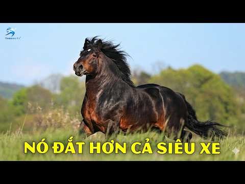 Đắt Hơn Cả Siêu Xe: Những "Báu Vật sống" Chỉ Dành Cho Giới Siêu Giàu | Thiên Hà TV