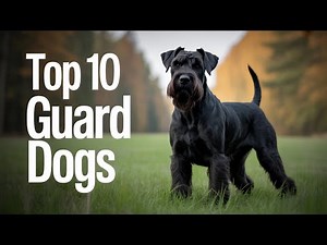 Top 10 Guard Dogs That Make The BEST Family Protectors