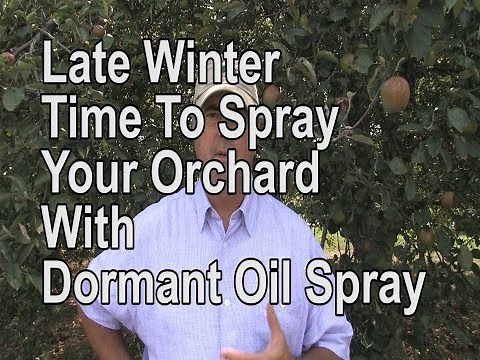 How To: Spray Your Apple Trees In Late Winter