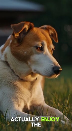 "Why Does My Dog Eat Grass? The Real Reason 🐶🌿