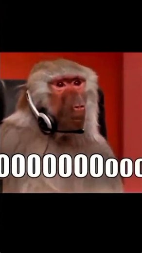 monkey in computer 🤣😂#monkey #shortsfeed