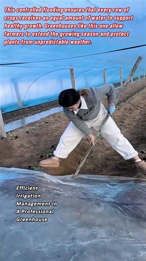 Efficient Irrigation Management In A Professional Greenhouse