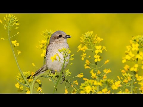 Beautiful Music, Relaxing Music, Peaceful Instrumental Music "Birds of the Forest' by Tim Janis