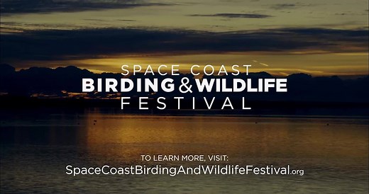 See more than 300 species of birds and wildlife at the Space Coast Birding & Wildlife Festival! | Florida's Space Coast