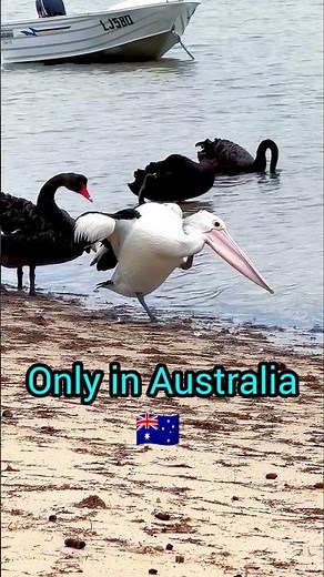 Why is Australian Pelican so different? #pelicans #blackswan #ocean