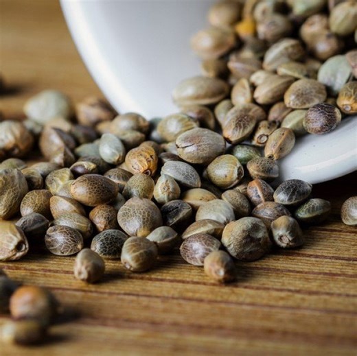 what is the difference between feminized and regular weed seeds