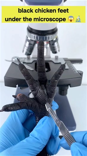 unexpected view black chicken feet under the microscope 😯🔬 #shorts #shockingfacts #microscope #fun