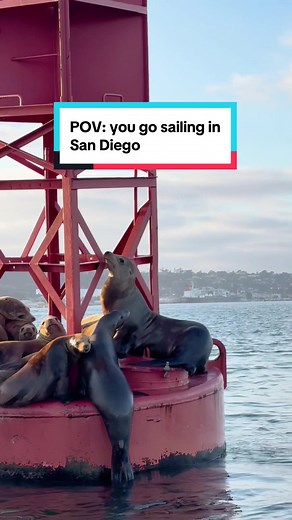 SAIL SAN DIEGO on TikTok