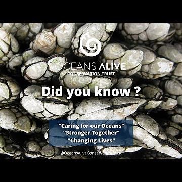 Goose Barnacles | Did You Know ? | Oceans Alive Conservation Trust