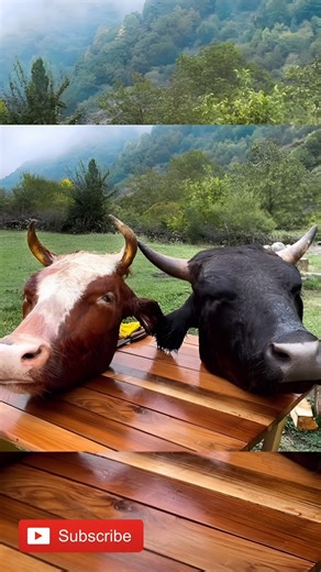 The famous recipe for beef head HASH Soup 🍲.